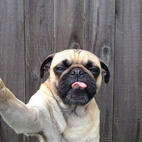 selfie dog